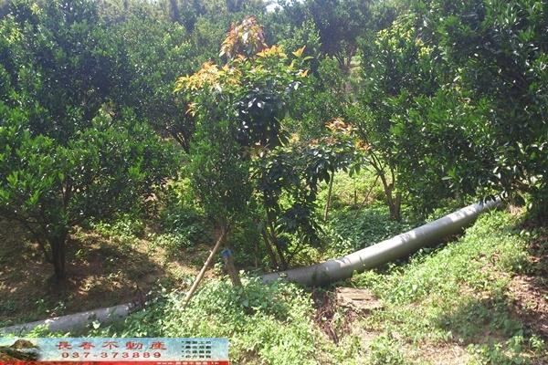 苗栗大湖農舍-5