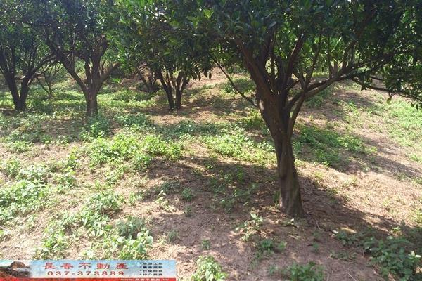 苗栗大湖農舍-6