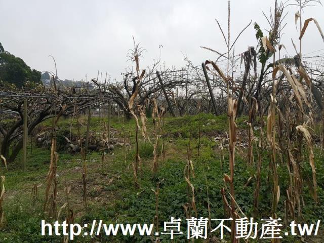 苗栗農地-4