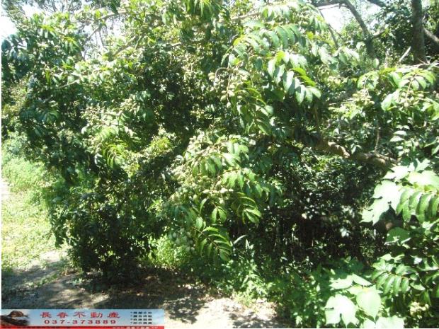 苗栗西湖農地-9