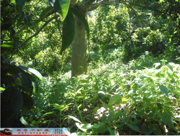 苗栗西湖農地-5