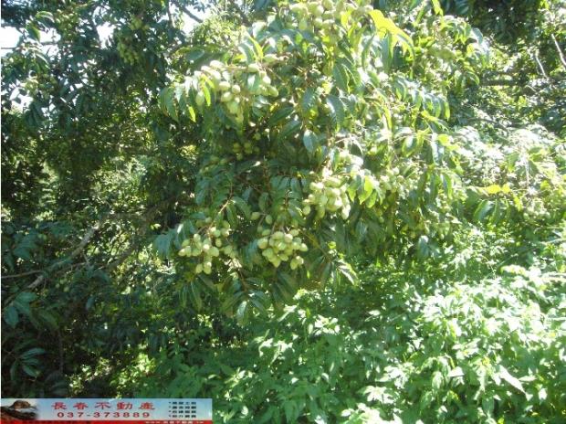 苗栗西湖農地-0