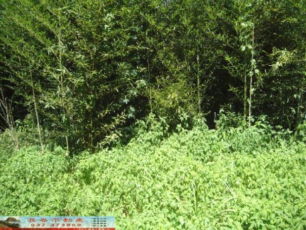 苗栗西湖農地-6