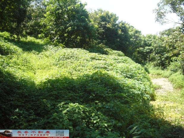 苗栗西湖農地-7