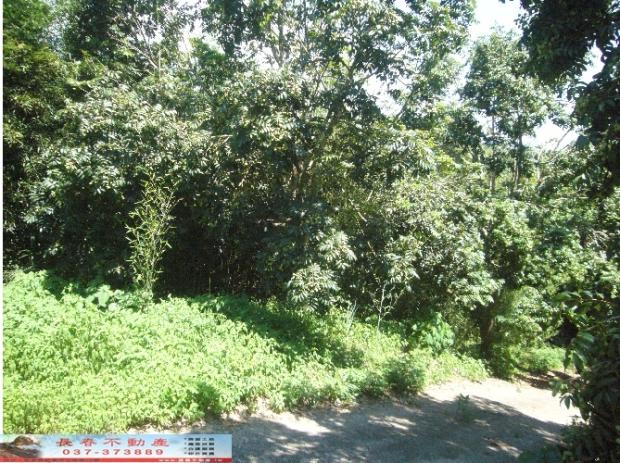 苗栗西湖農地-1