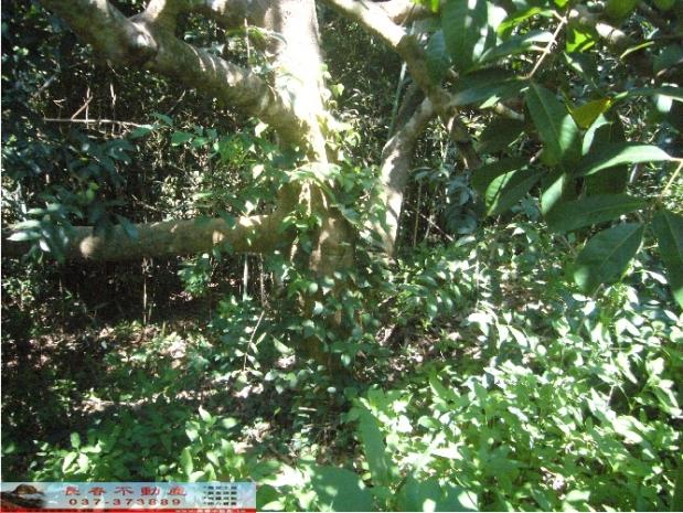 苗栗西湖農地-8