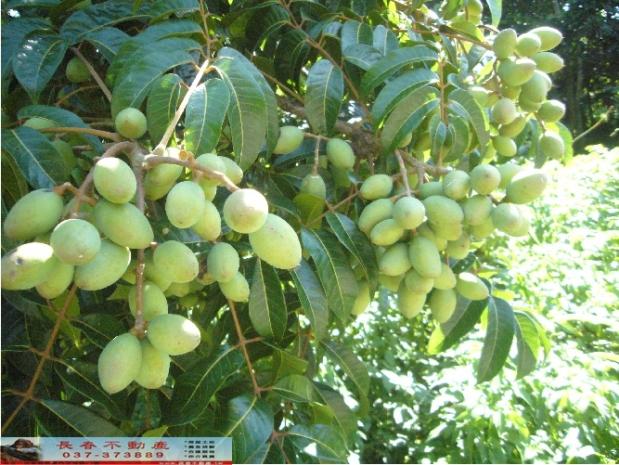 苗栗西湖農地-4