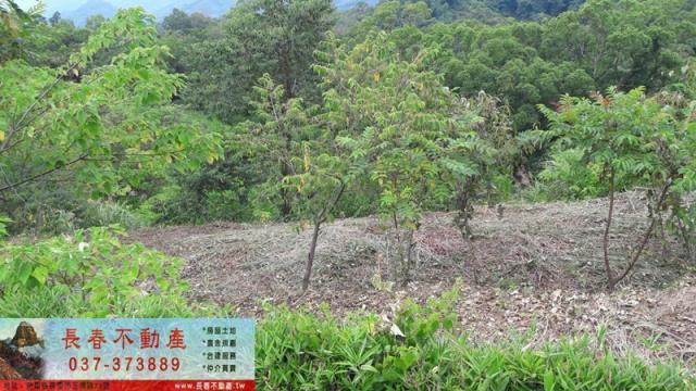 苗栗大湖農地-2