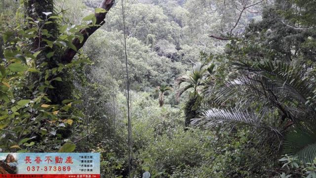 苗栗大湖農地-3