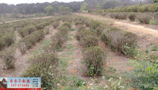 苗栗市農地-0