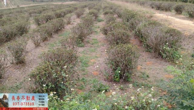 苗栗市農地-1