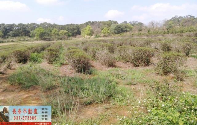 苗栗苗栗市農地-0