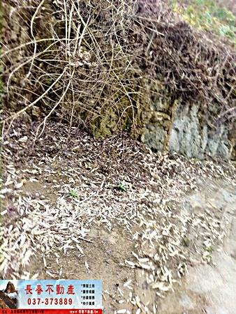 苗栗大湖農地-4