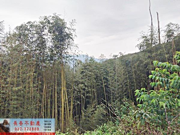 苗栗大湖農地-7