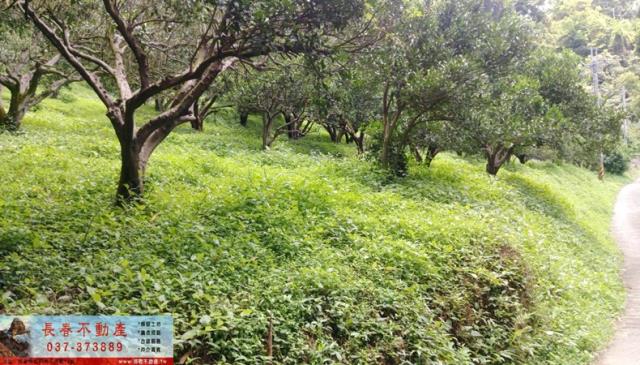 苗栗大湖農地-0