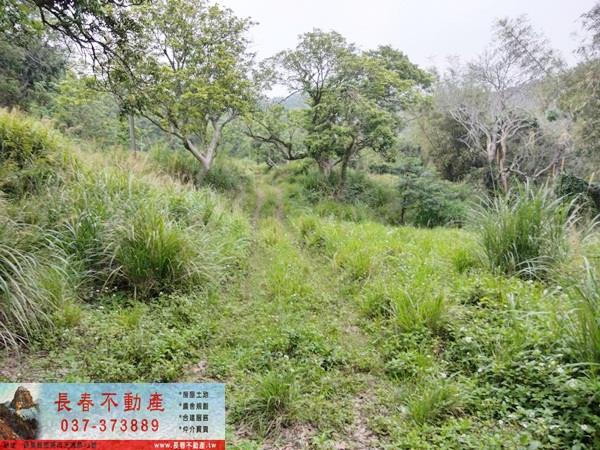 苗栗西湖農地-0