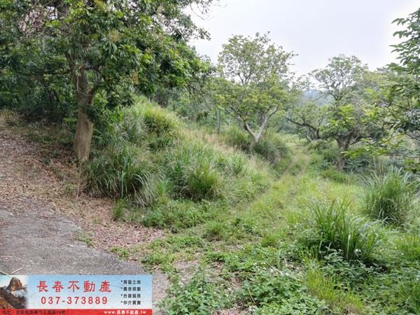 苗栗西湖農地-1