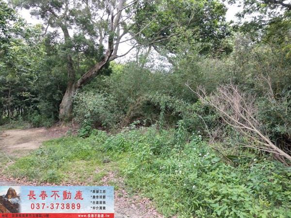 苗栗西湖農地-2