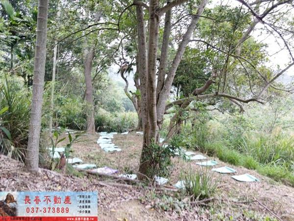 苗栗西湖農地-4