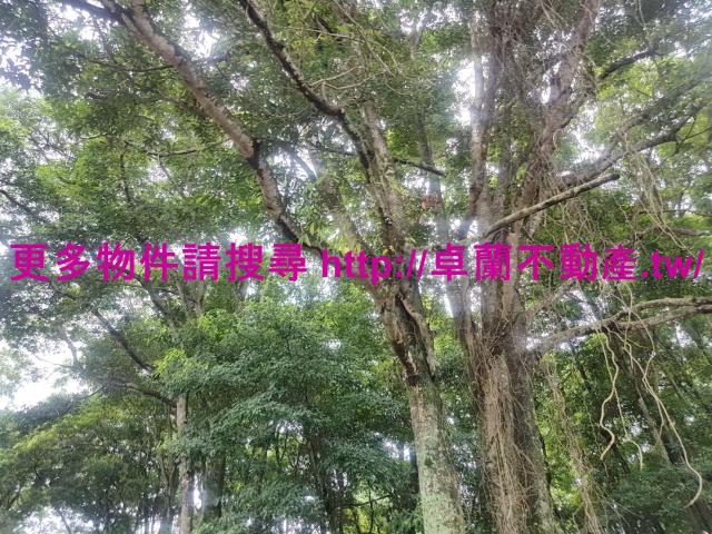 苗栗卓蘭農地-9