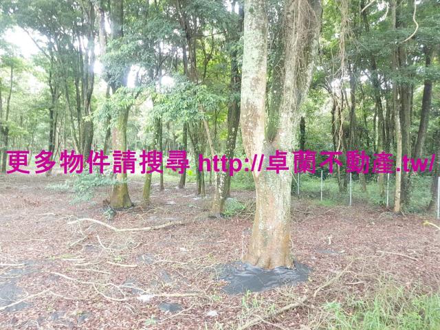 苗栗卓蘭農地-6