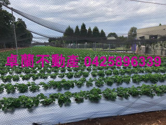 苗栗卓蘭農地-3