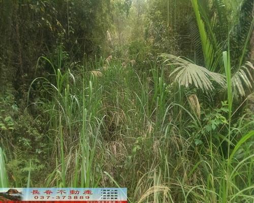 苗栗獅潭農地-0