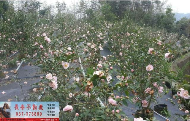 苗栗卓蘭農地-3