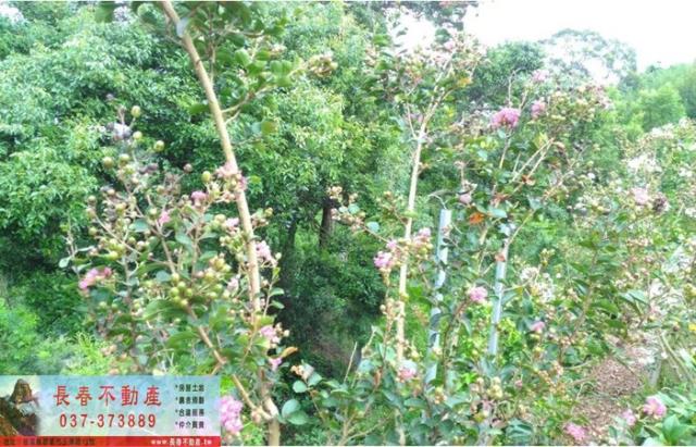 苗栗卓蘭農地-4