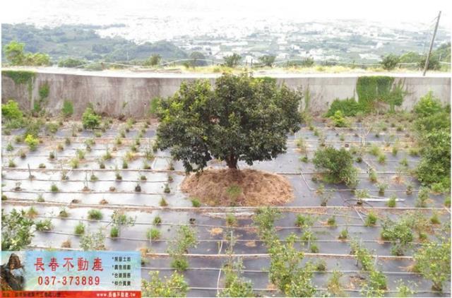 苗栗卓蘭農地-5
