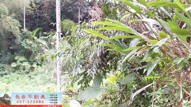 苗栗建地-5