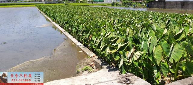 苗栗農地-0