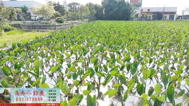 苗栗農地-2