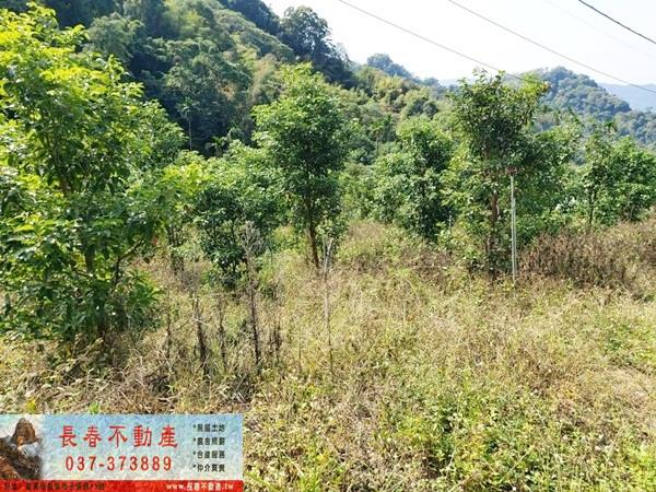 苗栗公館農地-9