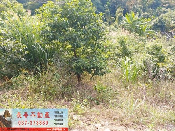 苗栗公館農地-10