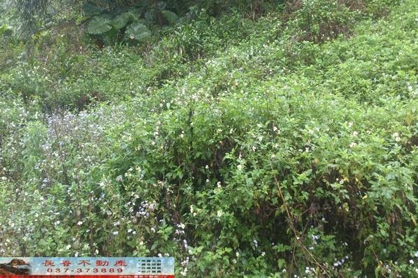 苗栗大湖農地-0