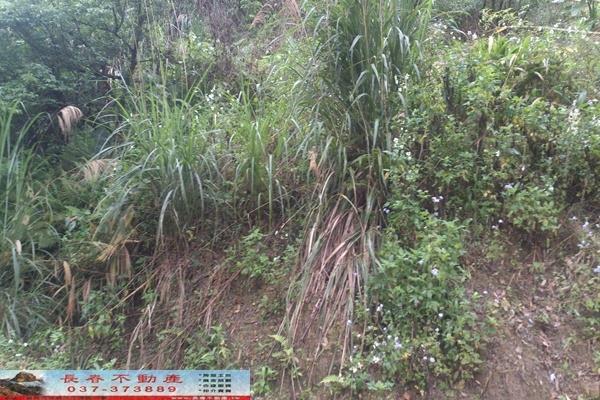 苗栗大湖農地-1