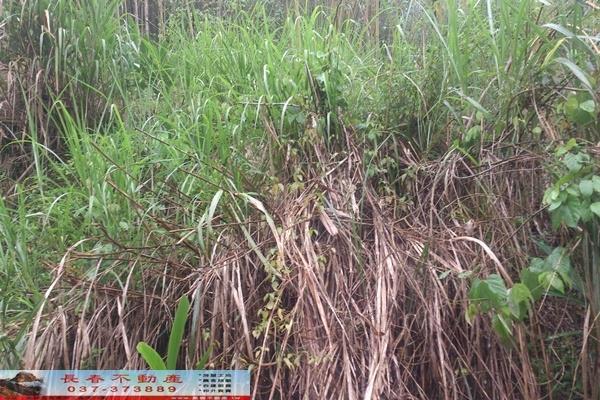 苗栗大湖農地-2