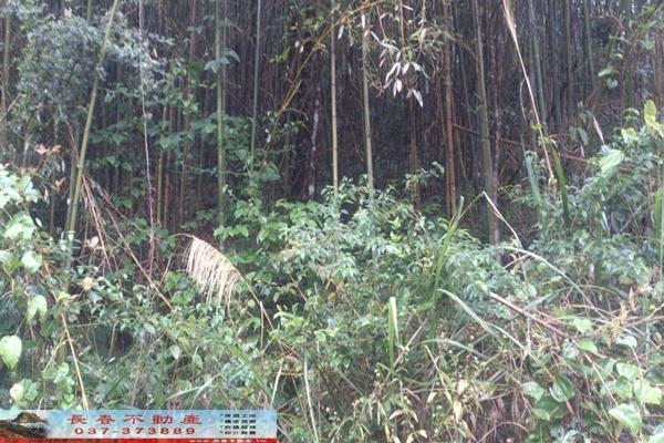 苗栗大湖農地-3