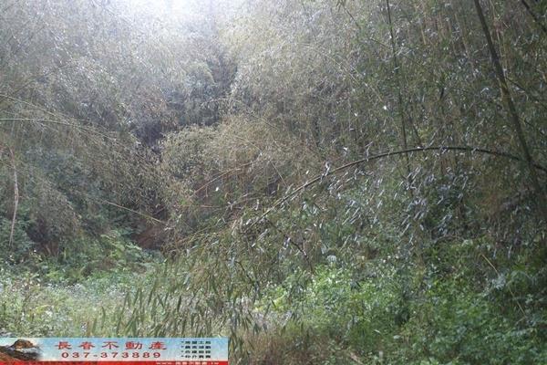 苗栗大湖農地-5