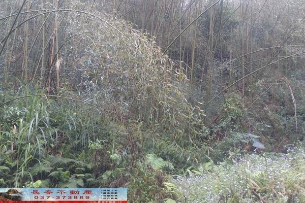 苗栗大湖農地-6