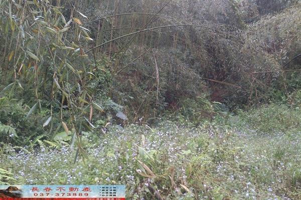 苗栗大湖農地-7