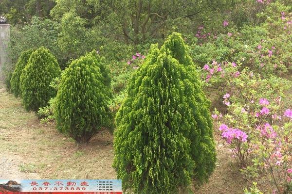 苗栗苗栗市農地-0