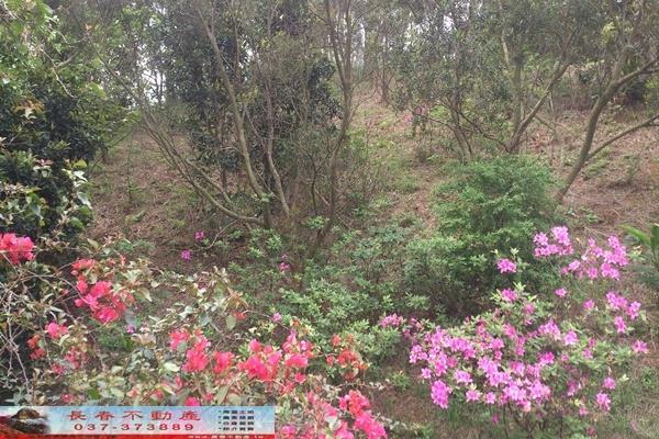 苗栗苗栗市農地-2