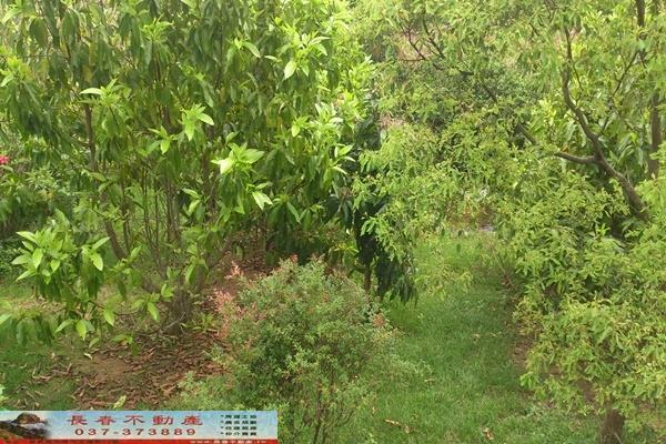 苗栗苗栗市農地-3