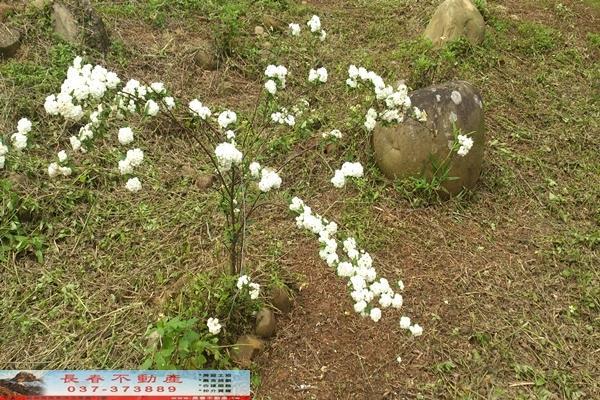 苗栗苗栗市農地-9