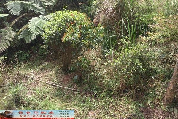 苗栗苗栗市農地-1