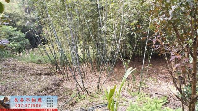 苗栗頭屋農地-6