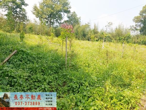 頭屋農地-3