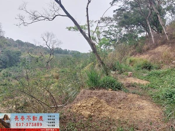 苗栗西湖農地-1